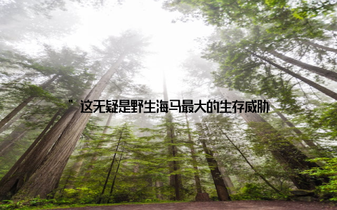 ”这无疑是野生海马最大的生存威胁