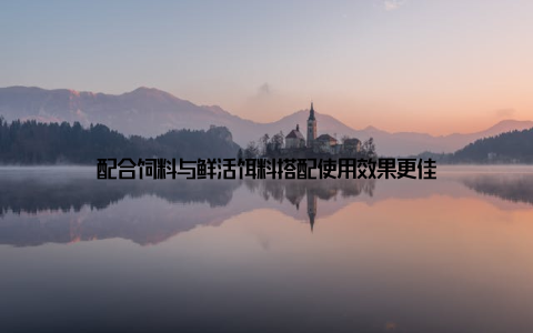 配合饲料与鲜活饵料搭配使用效果更佳