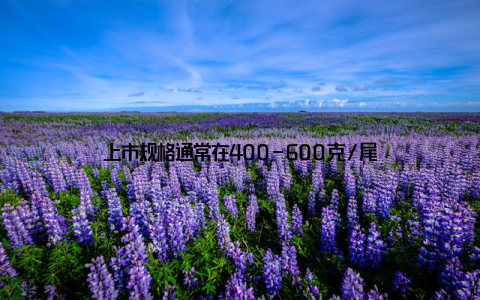 上市规格通常在400-600克/尾