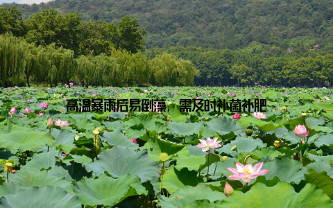 高温暴雨后易倒藻, 需及时补菌补肥