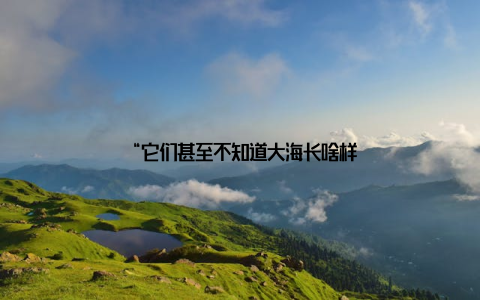 “它们甚至不知道大海长啥样