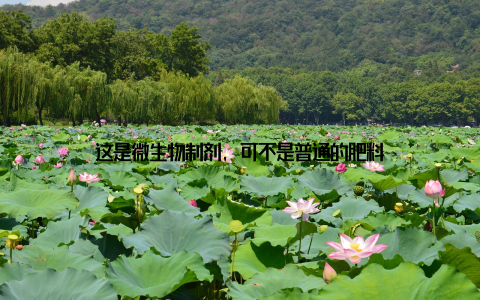 这是微生物制剂, 可不是普通的肥料