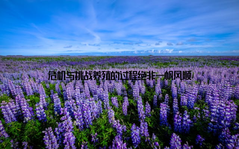 危机与挑战养殖的过程绝非一帆风顺