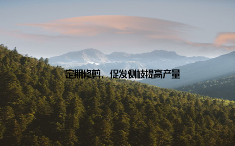 – 定期修剪, 促发侧枝提高产量